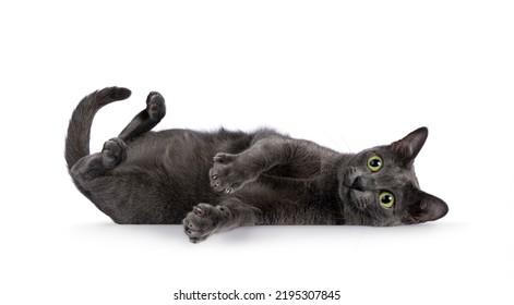 Young Adult Korat Cat, Laying Down On Back Rolling Over With Belly In The Air. Looking Straight To Camera With Green Eyes. Isolated On A White Background.