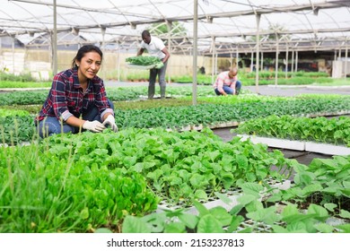Young Adult Latina Woman Working With Vegetable Seedling In Plant Nursery