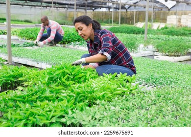Young adult latina woman working with vegetable seedling in plant nursery - Shutterstock ID 2259675691