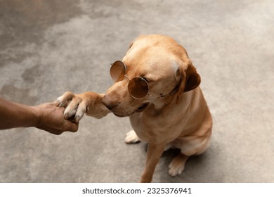 Young adult male Dudley Labrador retriever dog wearing brown lens color round sunglasses uv protection give paw to dog’s owner while training at home