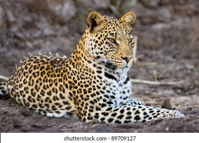 A young adult male leopard lying in the sand of a riverbed