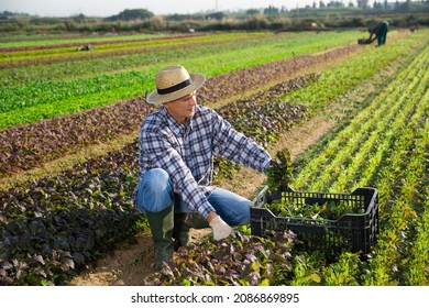 Young Adult Man Engaged Farming Picking Stock Photo 2086869895 ...