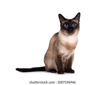 Young adult seal Thai cat, sitting up facing front. Looking towards camera with mesmerizing blue eyes. isolated on a white background. - Powered by Shutterstock