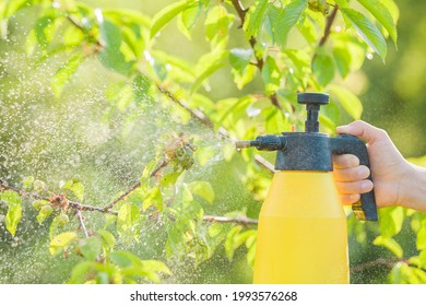 Young adult woman hand holding spray bottle and spraying chemical liquid on cherry leaves with aphids in summer day. Fruit trees treatment from parasites attack. Garden problems and solution. Closeup.