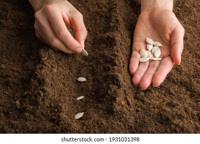 Young adult woman hand planting pumpkin seeds in fresh dark soil. Closeup. Preparation for garden season in early spring.