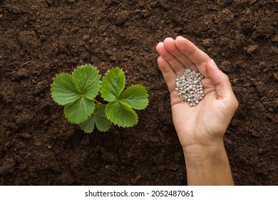 Young adult woman palm holding complex fertiliser granules for green small strawberry plant on dark brown ground background. Closeup. Root feeding. Preparation work in garden. - Powered by Shutterstock