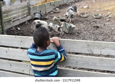 A young African American boy looking over the fence at pigs in a pig pen on a farm