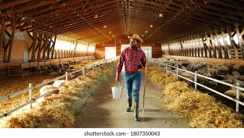 Young African American man farmer walking in stable with flock of sheep and carrying bucket full of water. Handsome male shepherd stepping in barn and holding bin. Feeding cattle. Farming work.