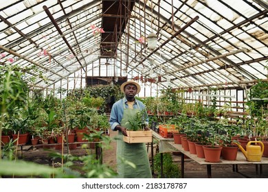 Young African American man wearing apron and hat standing in greenhouse holding box with plants looking at camera - Powered by Shutterstock