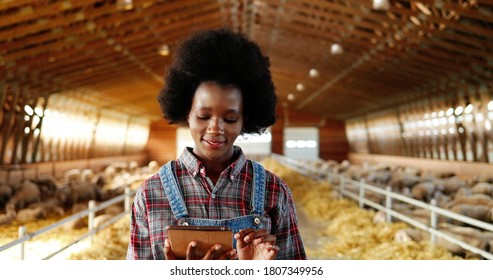 Young African American Pretty Woman Using Tablet Device And Walking In Farm Stable. Female Farmer Tapping And Scrolling On Gadget Computer In Shed. Going Inside Shed With Livestock.