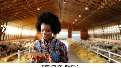 Young African American Pretty Woman Using Tablet Device And Walking In Farm Stable. Female Farmer Tapping And Scrolling On Gadget Computer In Shed. Going Inside Shed With Livestock.