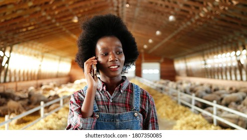 Young African American Pretty Woman Talking On Mobile Phone And Walking In Farm Stable. Female Farmer Speaking On Cellphone In Shed. Going Inside Shed With Livestock. Telephone Conversation.