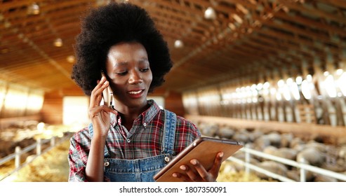 Young African American pretty woman using tablet device and talking on mobile phone in farm stable. Female farmer tapping and scrolling on gadget computer in shed. Girl speaking on cellphone