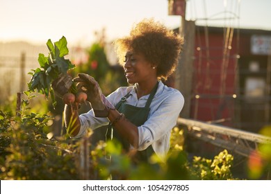 young african american woman inspecting beets just pulled from the dirt in community urban garden