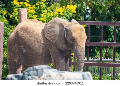 Young African Bush Elephant (Loxodonta Africana), Or The African Savanna Elephant Close Up