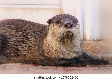 Young African Clawless Otter Sighting At  Port St Francis.