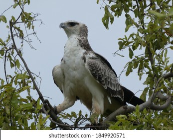 african crowned eagle