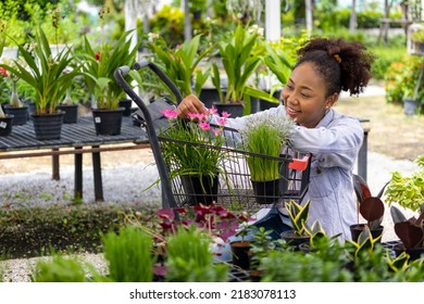 Young African Customer Is Choosing Exotic Plant From The Local Garden Center Nursery With Shopping Cart Full Of Summer Plant For Weekend Gardening And Outdoor Pursuit Concept