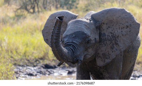 A Young African Elephant Calf 