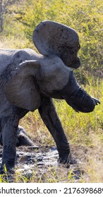 A Young African Elephant Calf 