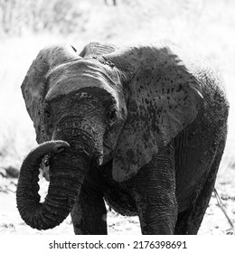 A Young African Elephant Calf 