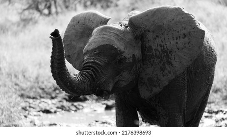 A Young African Elephant Calf 