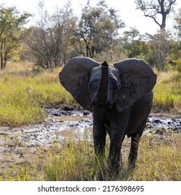 A Young African Elephant Calf 