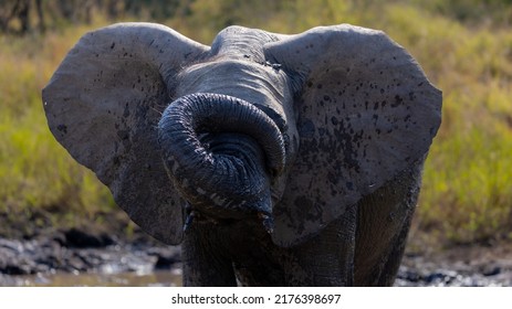 A Young African Elephant Calf 