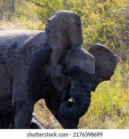 A Young African Elephant Calf 