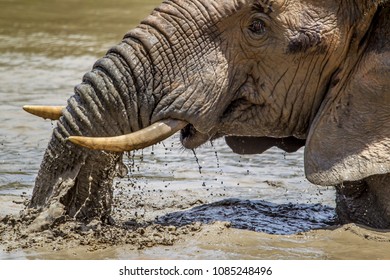 Young African Elephant Enjoying Swim Waterhole Stock Photo (Edit Now ...