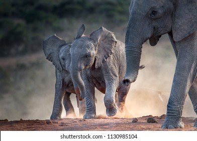 Young African elephants racing toward the water, stirring up dust in the late afternoon sun. Addo Elephant National Park, South Africa - Powered by Shutterstock