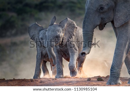 Young African elephants racing toward the water, stirring up dust in the late afternoon sun. Addo Elephant National Park, South Africa