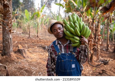 Young African farmer on his plantain plantation has just collected a bunch of plantains. Farmer at work