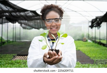 Young African female with black hair  biologist taking green seedling from shelf while doing research of new sorts of plants in greenhouse. - Powered by Shutterstock