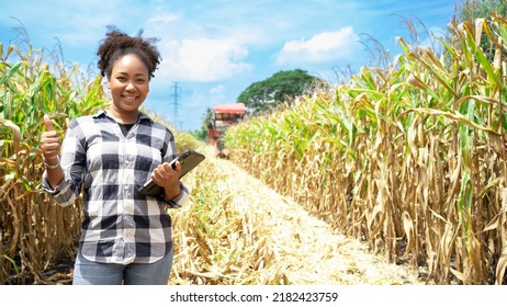 Young African female farmer owner standing on field during harvest and showing corn cobs.American woman with black hair smiling while corn harvester in field.good quality grain,fertilizer,summer. - Powered by Shutterstock