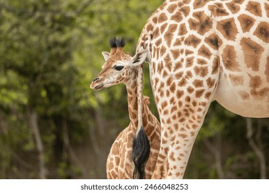 young african giraffe, close to its mother detail of skin pattern, captive animals - Powered by Shutterstock