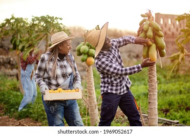 Young African Male Farmer Working In The Garden Working While Picking Papaya Fruit