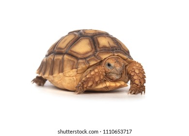 Jagged Shell Box Turtle Pyxidea Mouhotii Stock Photo (Edit Now) 33140704