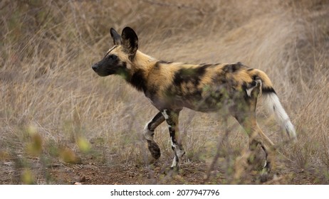 A Young African Wild Dog Pup