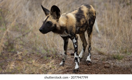 A Young African Wild Dog Pup