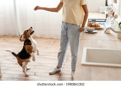 Young African Woman And Her Pet Dog Beagle Playing At The Kitchen, Cropped