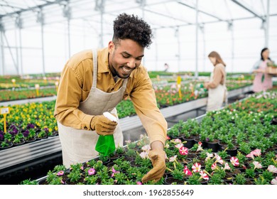 Young African-american Man Working In Greenhouse In Garden Center.