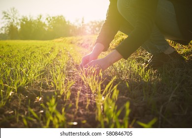 young agriculture woman biologist inspecting the harvest - biologist inspecting the wheat plant harvest on a warm spring day with beautiful flare in the background - Shutterstock ID 580846705