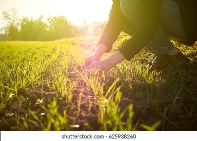 Young agronomist agriculture woman biologist inspecting the wheat plant harvest on a warm spring day with beautiful flare in the background