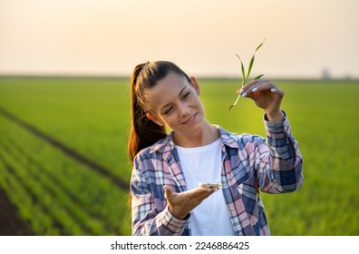 Young agronomist holding wheat sprout with root above petri dish in field nd checking crop growth in autumn - Shutterstock ID 2246886425