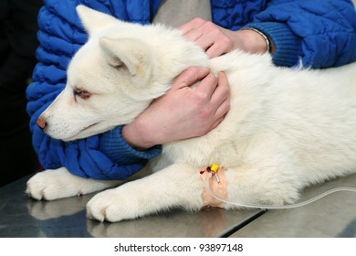 Young Akita Dog With Anesthetic Syringe Before Veterinary Surgery
