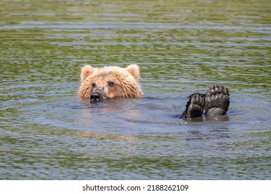 A young Alaskan brown bear relaxing and playing in Mikfik Creek with its paws out of the water in McNeil River State Game Sanctuary and Refuge. - Powered by Shutterstock