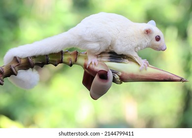 Young Albino Sugar Glider Foraging On Stock Photo 2144799411 | Shutterstock