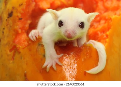 A young albino sugar glider resting on a ripe papaya fruit. This marsupial mammal has the scientific name Petaurus breviceps. 