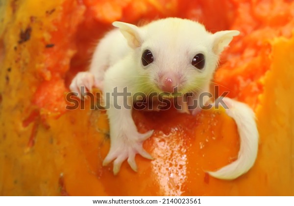A young albino sugar glider resting on a ripe papaya\
fruit. This marsupial mammal has the scientific name Petaurus\
breviceps. 